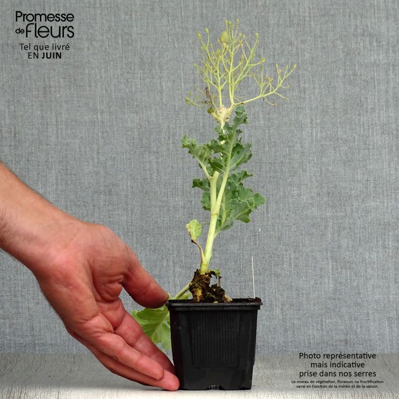 Crambe maritima - Sea Kale 8/9 cm pot sample as delivered in summer