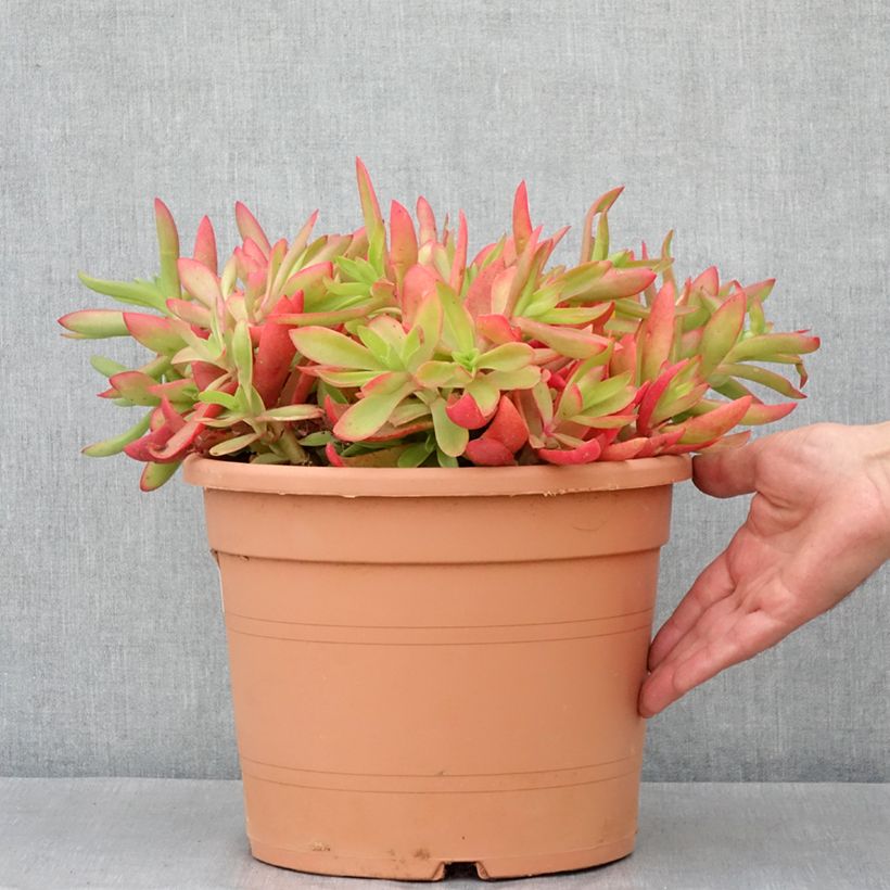 Crassula capitella - Pot de 7,5L/10L sample as delivered in spring