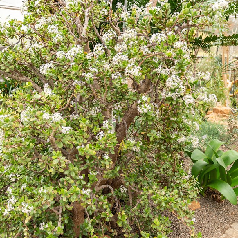 Jade plant - Crassula ovata (Plant habit)