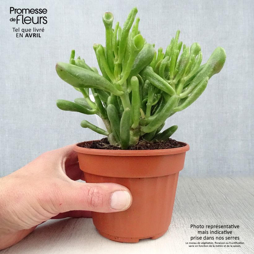 Crassula ovata Hobbit Pot de 13 cm sample as delivered in spring