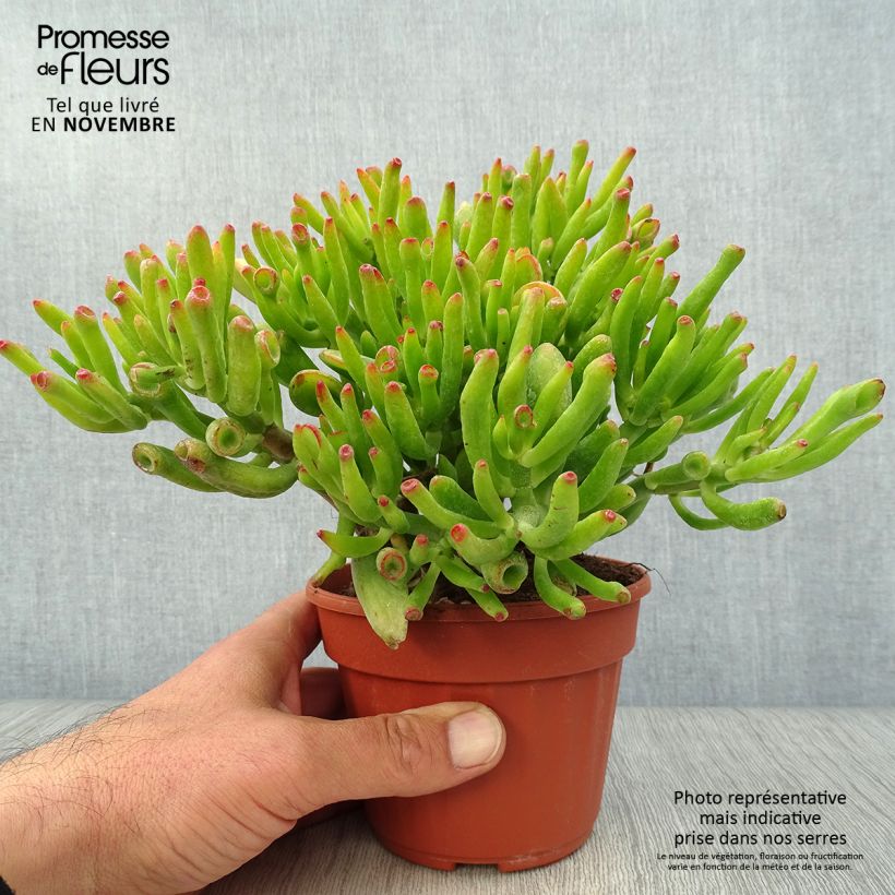 Crassula ovata Hobbit Pot de 13 cm sample as delivered in autumn