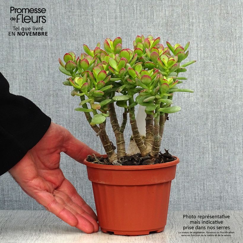 Crassula ovata Minor Pot de 13 cm sample as delivered in autumn