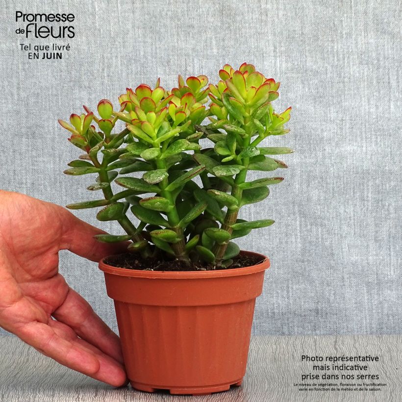 Crassula ovata Minor 1.5L/2L pot sample as delivered in summer
