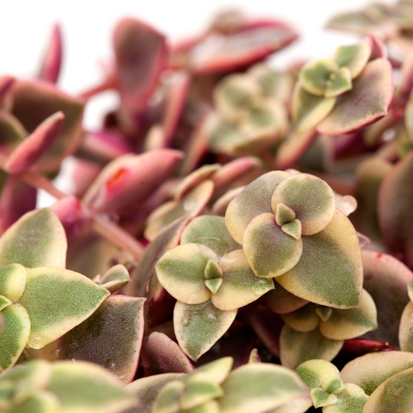 Crassula pellucida subsp. marginalis (Foliage)