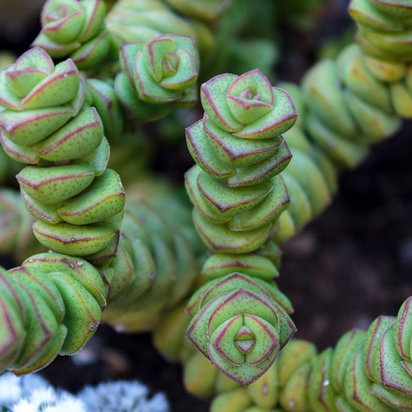 Crassula perforata - String of buttons (Foliage)