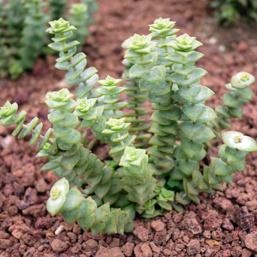 Crassula perforata - String of buttons (Plant habit)