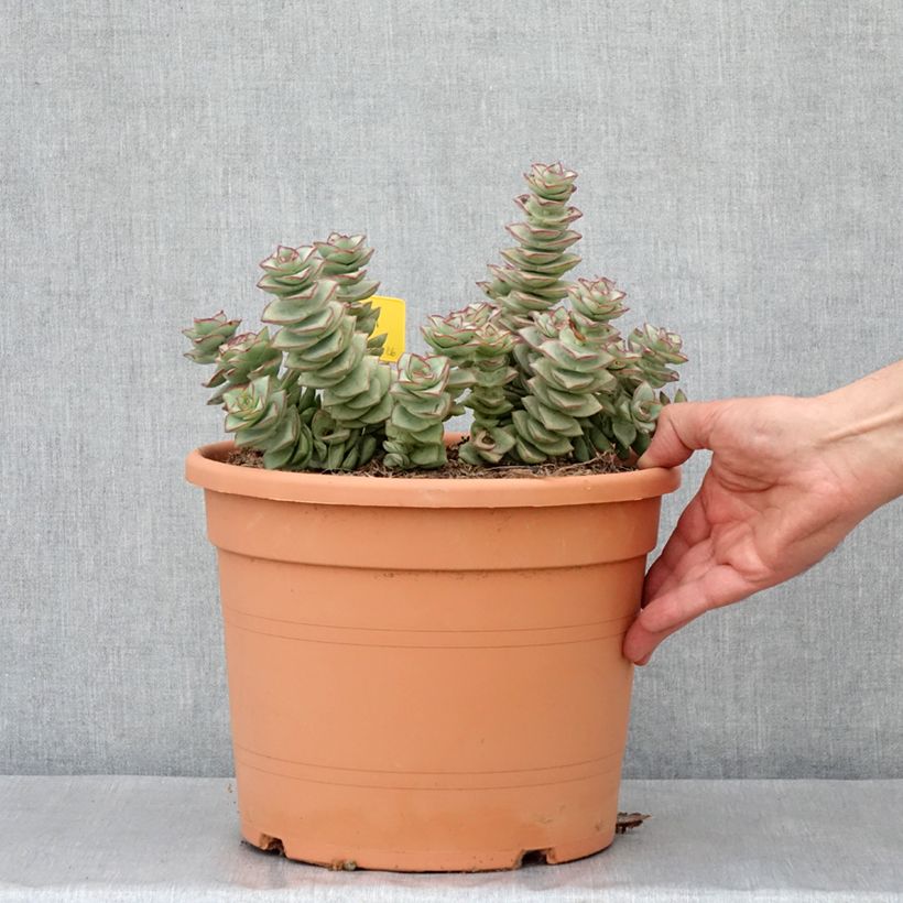 Crassula perforata - Pot de 7,5L/10L sample as delivered in spring