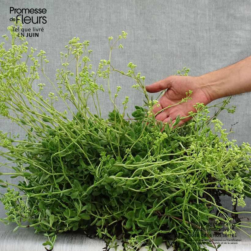 Crassula radicans Small Red 2L/3L pot sample as delivered in summer
