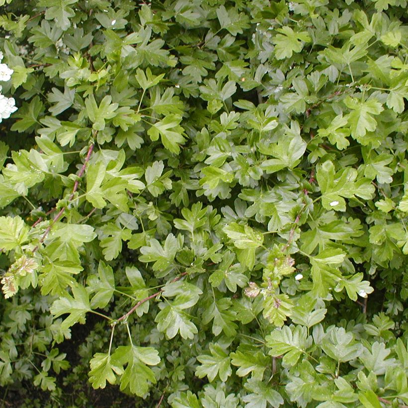 Crataegus laevigata - Hawthorn (Foliage)