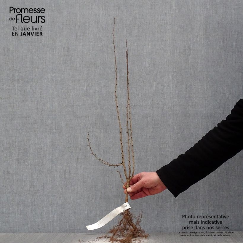 Crataegus laevigata - Hawthorn Bare rootShipped height around 60/100cm sample as delivered in winter