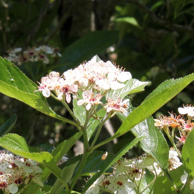 Crataegus lavallei Carrierei - Hawthorn (Flowering)