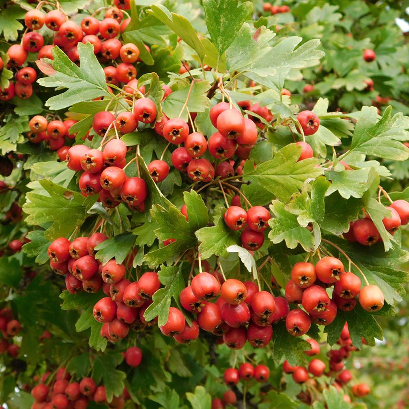 Crataegus monogyna Compacta - Hawthorn (Harvest)