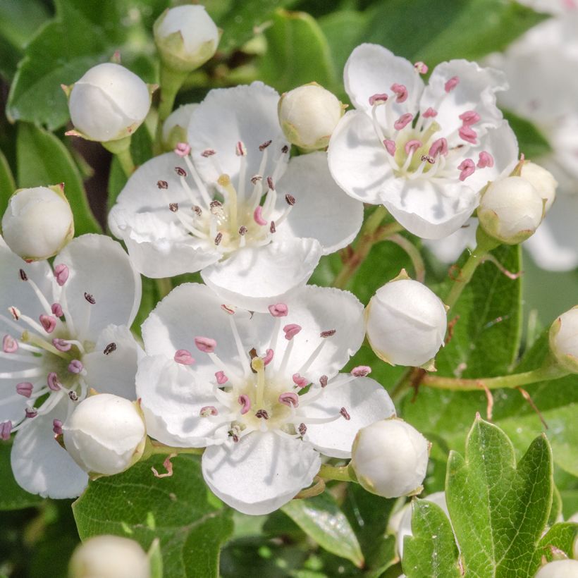 Crataegus monogyna Flexuosa (Flowering)