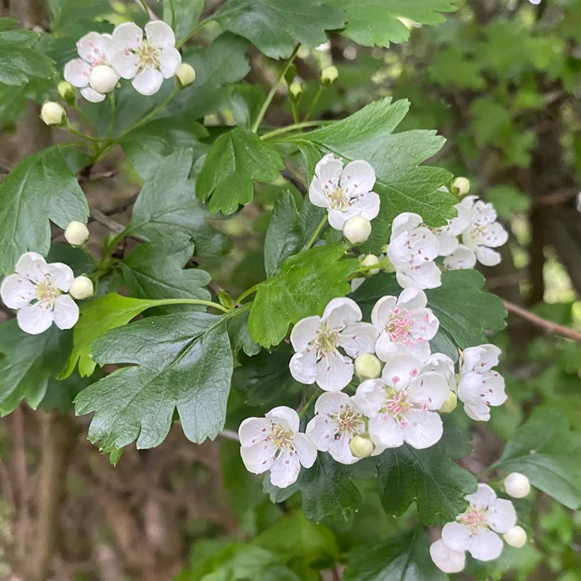 Crataegus nigra - Hungarian Black Hawthorn (Flowering)