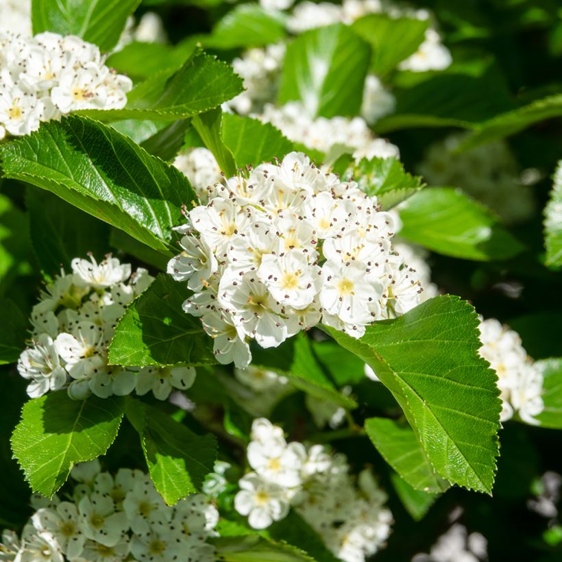 Crataegus prunifolia Splendens - Hawthorn (Flowering)