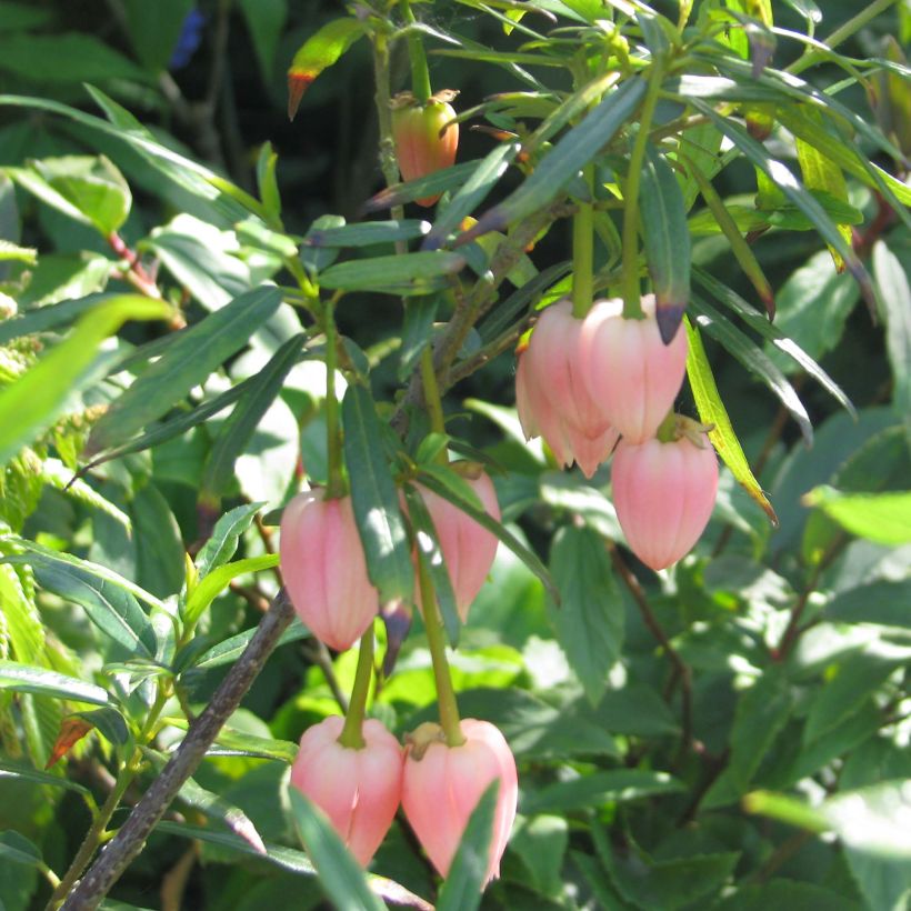 Crinodendron hookerianum Ada Hoffman (Flowering)