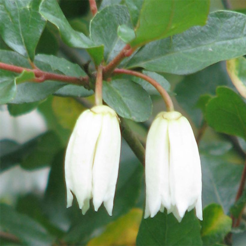 Crinodendron patagua (Flowering)
