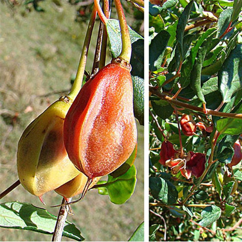 Crinodendron patagua (Harvest)