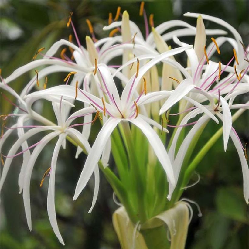 Crinum asiaticum  (Flowering)