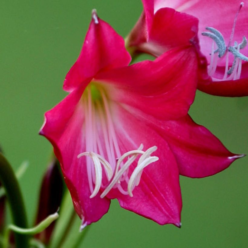 Crinum Ellen Bosanquet (Flowering)