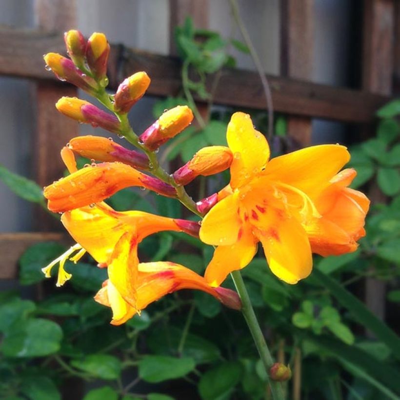 Crocosmia Columbus - Montbretia (Flowering)