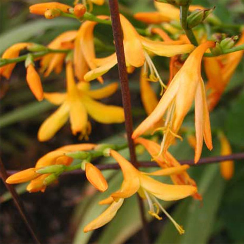 Crocosmia George Davison - Montbretia (Flowering)