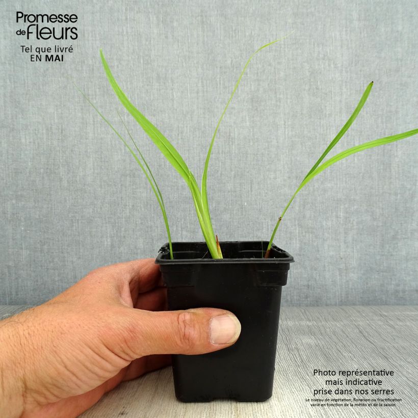 Crocosmia George Davison - Montbretia jaune orangé godet de 7/8cm sample as delivered in spring