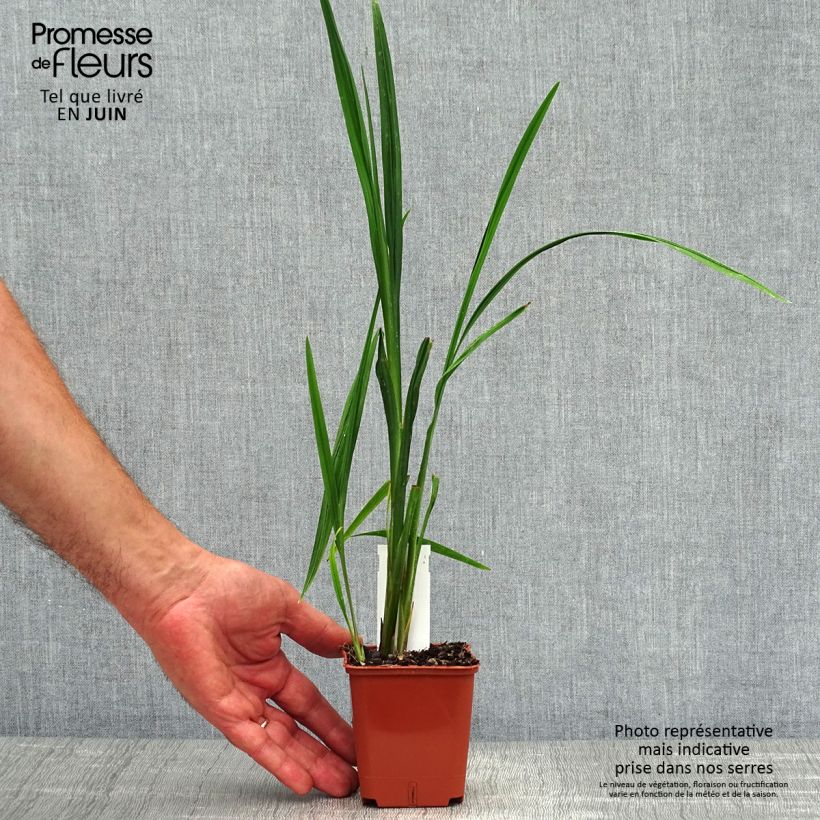 Crocosmia Hellfire - Montbretia 8/9 cm pot sample as delivered in summer