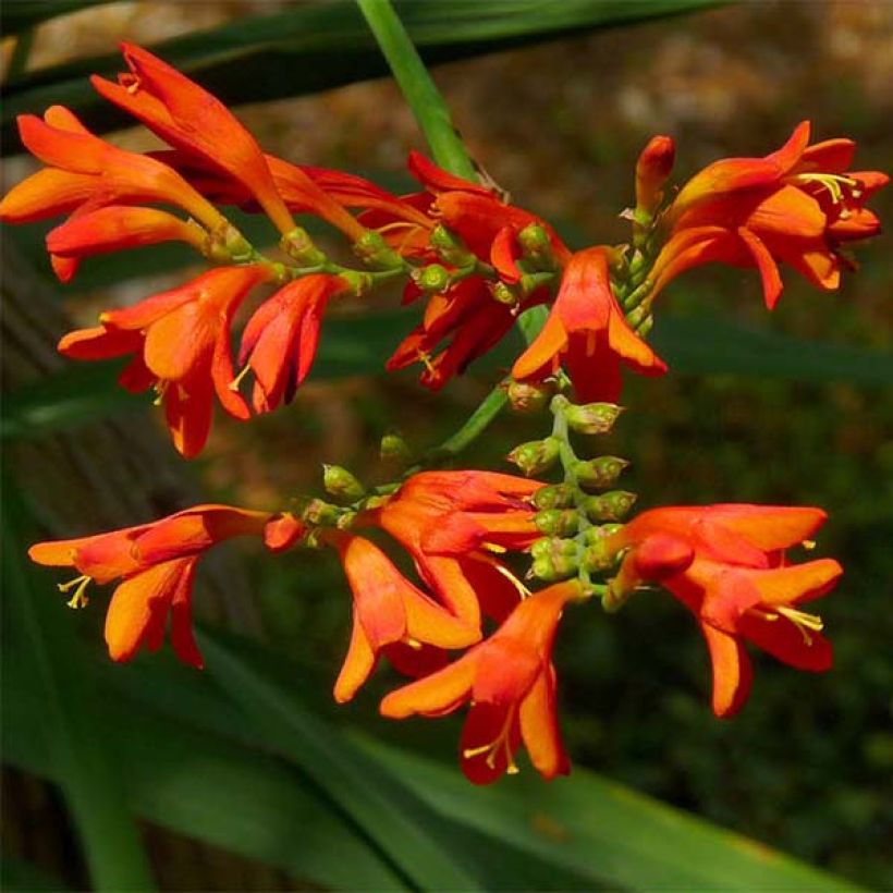 Crocosmia Meteore - Montbretia (Flowering)