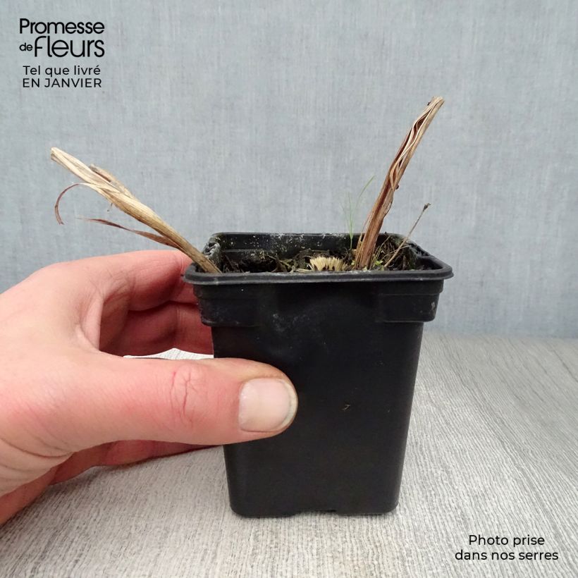 Crocosmia Mistral - Montbretia Godet de 8 cm sample as delivered in winter