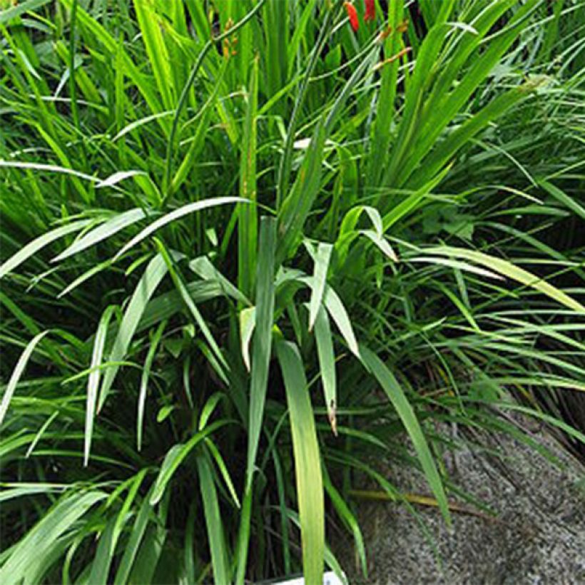 Crocosmia Solfatare - Montbretia (Foliage)