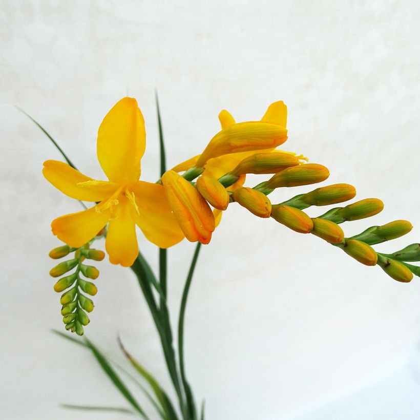 Crocosmia Paul’s Best Yellow - Montbretia (Flowering)