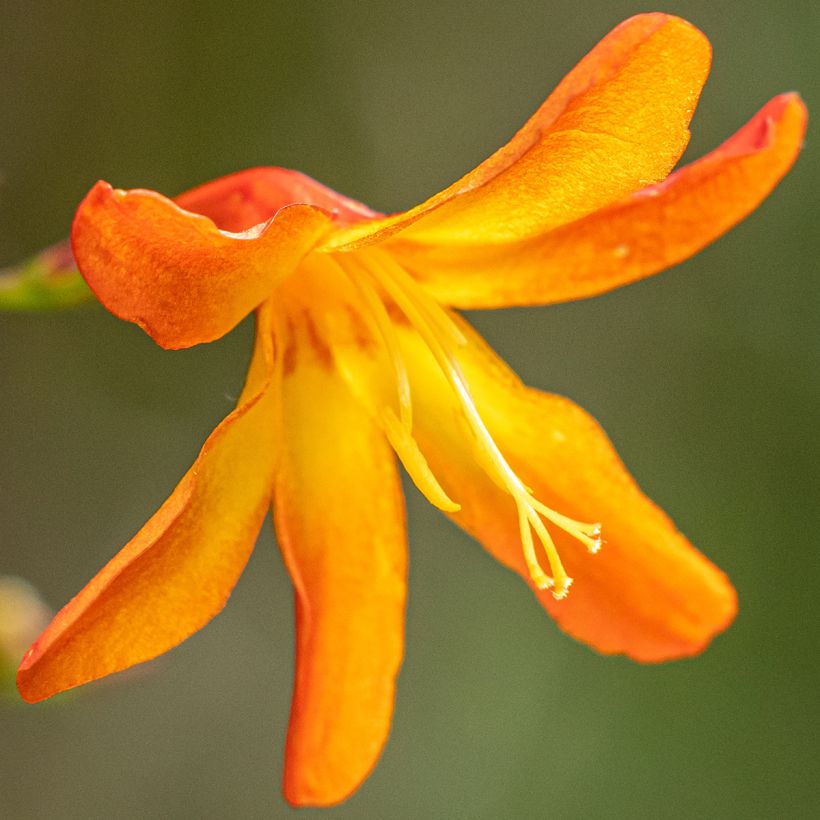 Crocosmia Star of the East - Montbretia (Flowering)