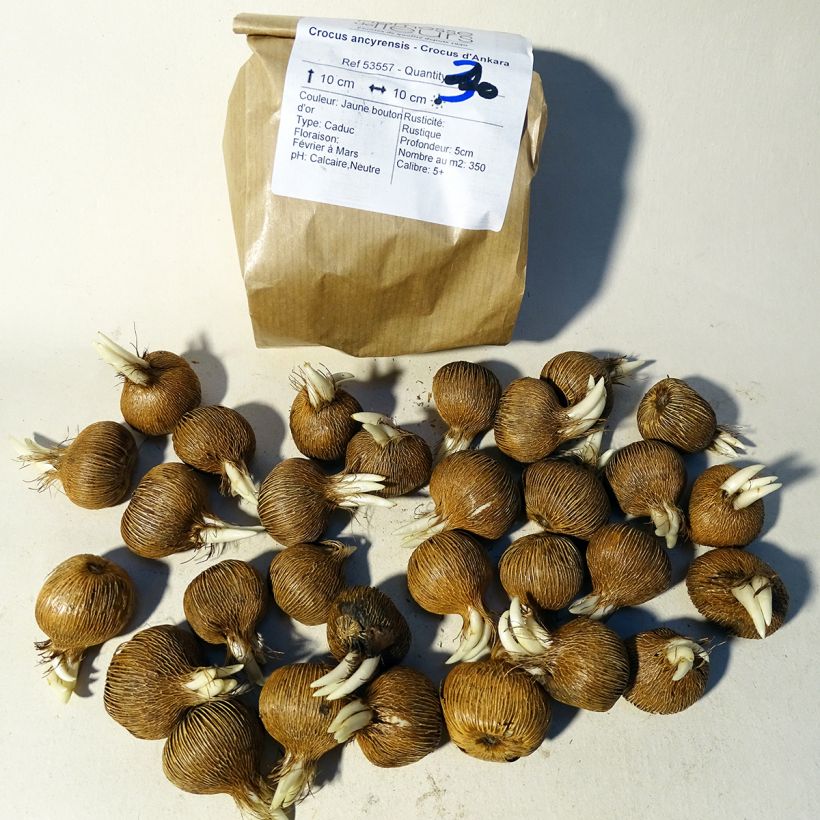 Example of Crocus ancyrensis specimen as delivered