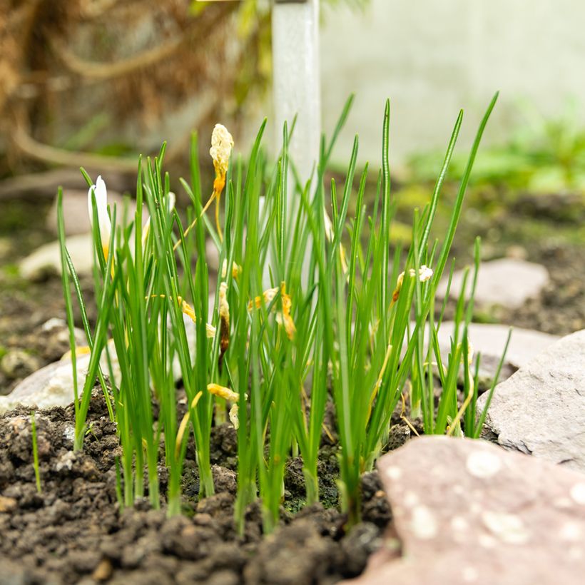 Crocus ochroleucus  (Plant habit)