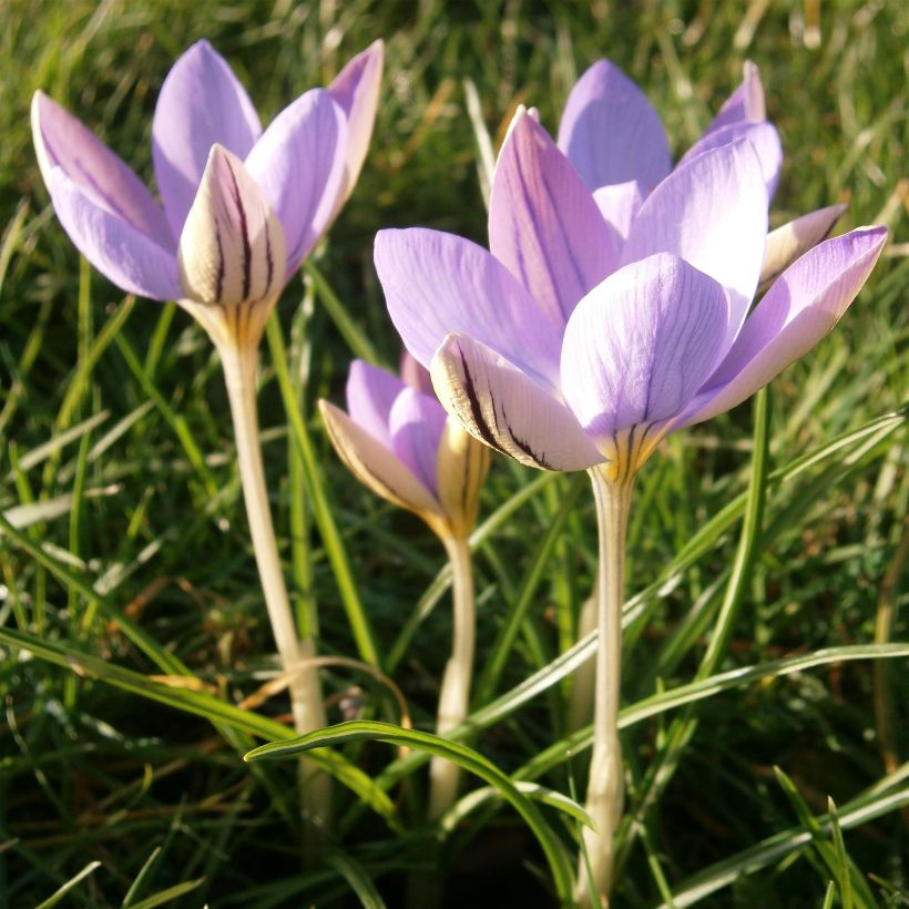 Crocus imperati De Jager (Flowering)