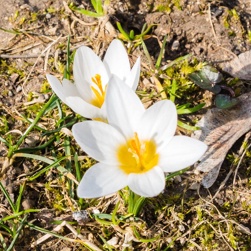 Crocus malyi - Botanic Crocus (Flowering)