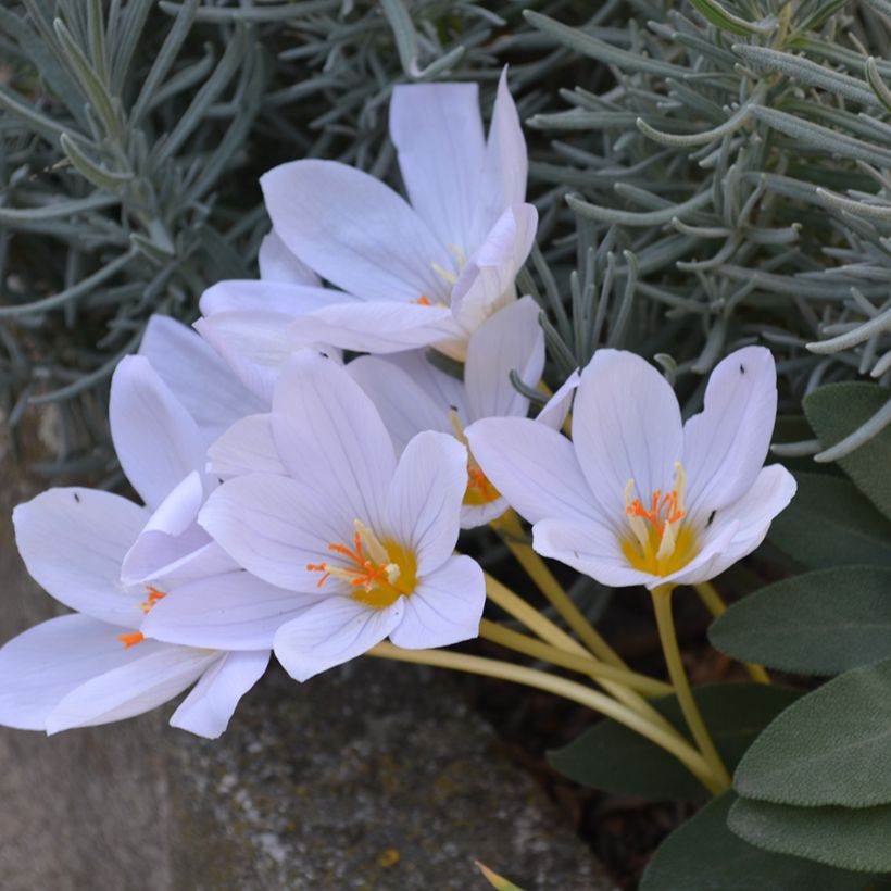 Crocus pulchellus Zephyr (Plant habit)