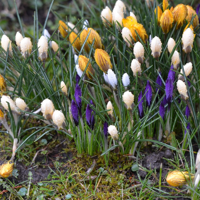 Crocus vernus subsp. albiflorus White - Spring crocus (Plant habit)