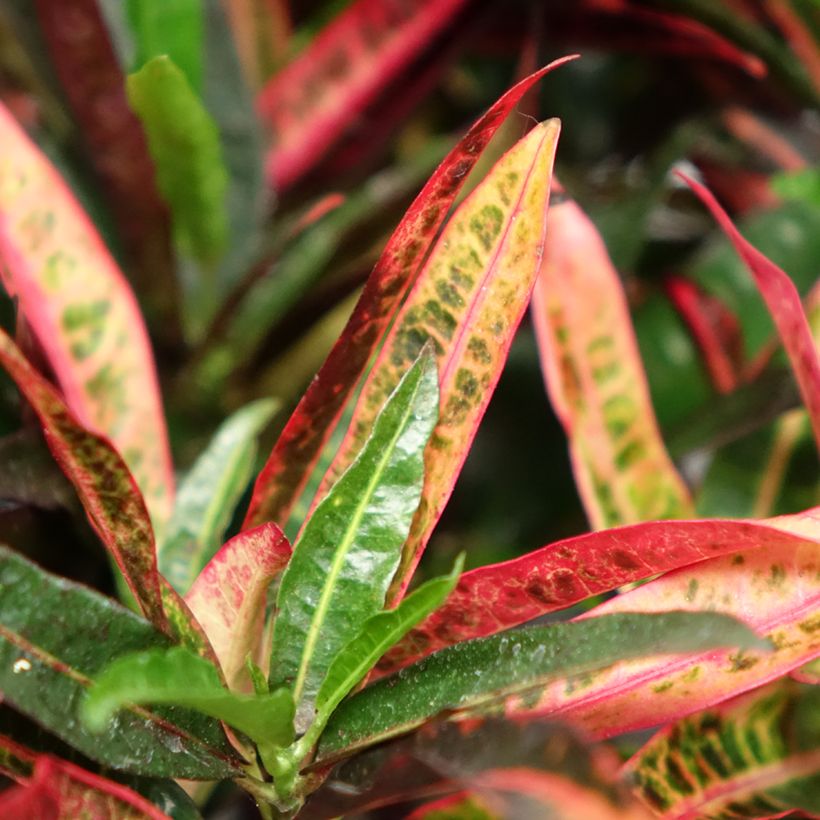 Codiaeum variegatum Excurrens - Croton (Foliage)