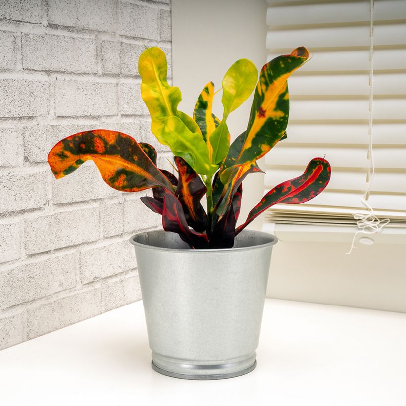 Codiaeum variegatum Mammie - Croton (Plant habit)
