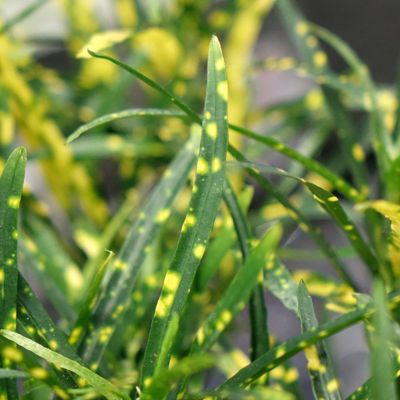 Croton - Codiaeum variegatum var. pictum (Foliage)