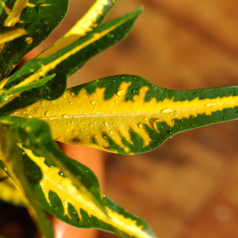 Croton - Codiaeum Moar Yellow (Foliage)
