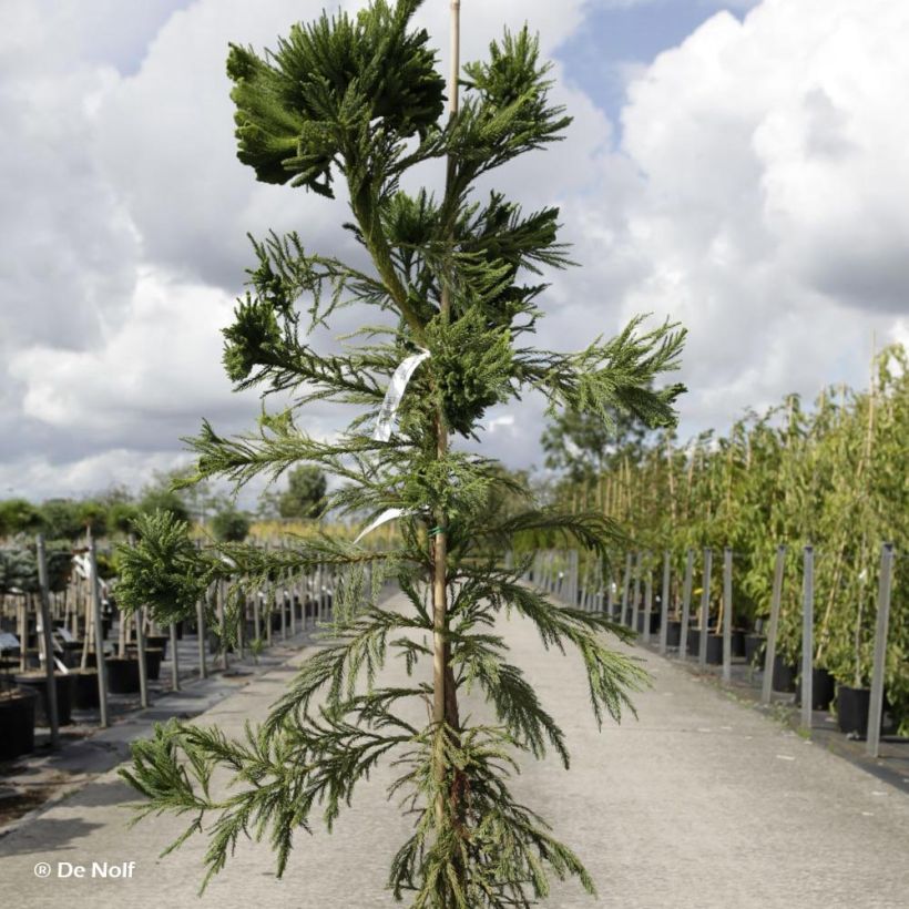 Cryptomeria japonica Cristata (Plant habit)