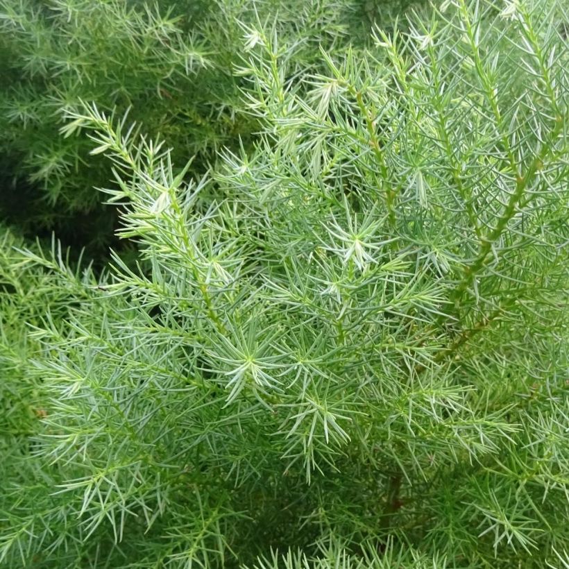 Cryptomeria japonica Elegans - Japanese Cedar (Foliage)