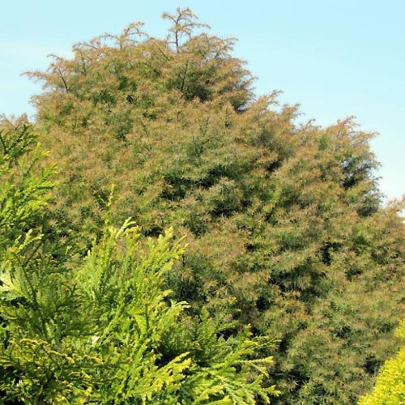 Cryptomeria japonica Elegans - Japanese Cedar (Plant habit)