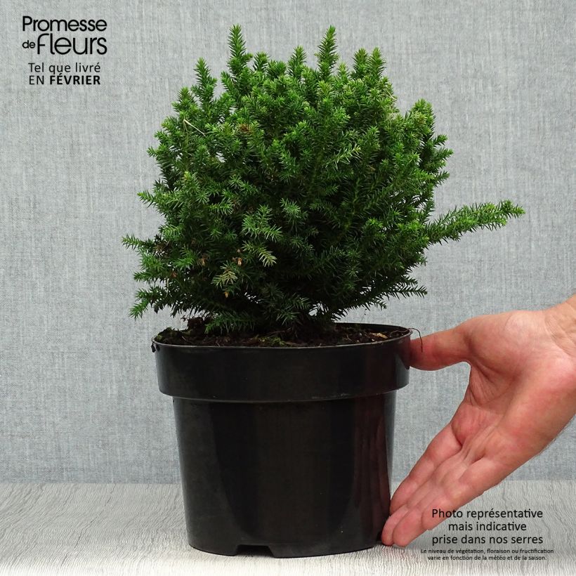 Cryptomeria japonica Vilmoriniana en pot de 2/3L sample as delivered in autumn