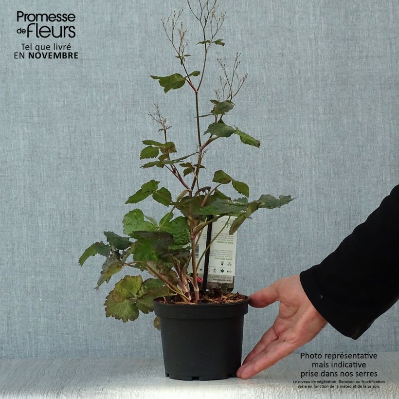 Cryptotaenia japonica purpurea - Persil japonais Pot de 1,5L/2L sample as delivered in autumn