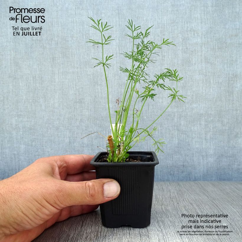 Carum carvi 8/9 cm pot sample as delivered in summer