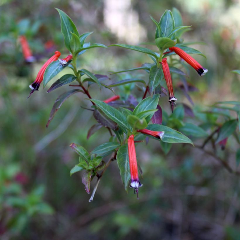 Cuphea ignea Scarlet (Flowering)